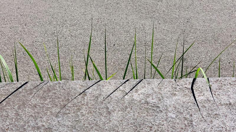 Green shoots rising up from concrete