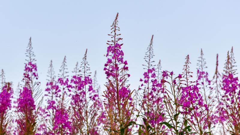 Photo of purple flowers against blue sky