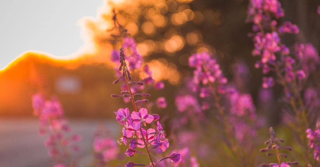 Purple flowers with setting sun in the background