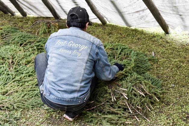 Man spreading spruce boughs in teepee