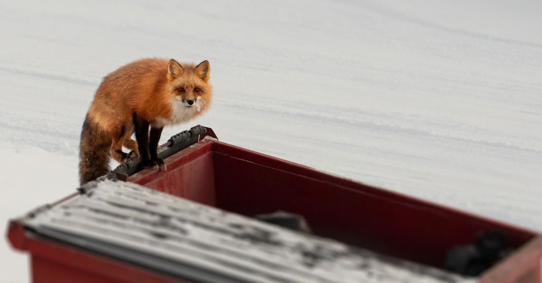 Fox on a dumpster in Chisasibi