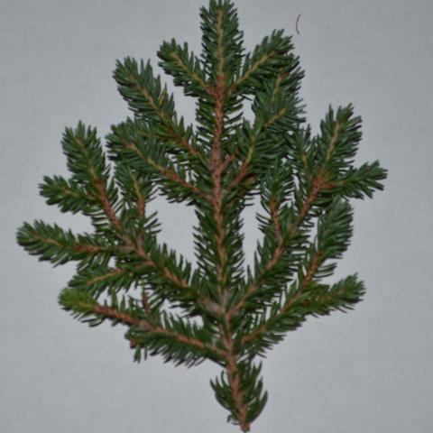 white spruce branch