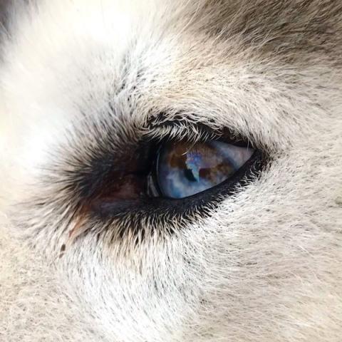 Closeup of a dog's eye
